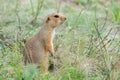 Pocket gopher