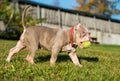 A pocket male American Bully puppy dog is playing with tennis ball on grass Royalty Free Stock Photo