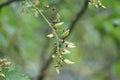 Pocket plum galls Taphrina padi on bird cherry Prunus padus
