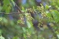 Pocket plum galls Taphrina padi on bird cherry Prunus padus