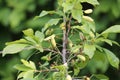 Pocket plum galls Taphrina pruni on branch of plum tree Prunus domestica in garden