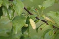 Pocket plum galls Taphrina pruni on branch of plum tree Prunus domestica in garden