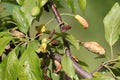 Pocket plum galls Taphrina pruni on branch of plum tree Prunus domestica in garden