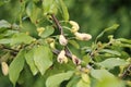 Pocket plum galls Taphrina pruni on branch of plum tree Prunus domestica in garden