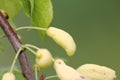 Pocket plum galls Taphrina pruni on branch of plum tree Prunus domestica in garden