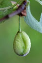 Pocket plum Taphrina pruni diseased misshapen plum fruit