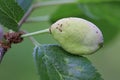 Pocket plum Taphrina pruni diseased misshapen plum fruit