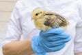 pockmarked baby chick in hand veterinarian in medical gloves. examination, treatment, vaccination, prevention