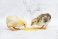 Pockmarked baby chick, little hen, chicken eating millet Royalty Free Stock Photo