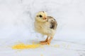 Pockmarked baby chick, little hen, chicken eating millet