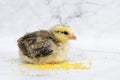 Pockmarked baby chick, little hen, chicken eating millet on white marble background. domestic bird, poultry feeding.