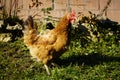 Pockmarked red-crested free-range chicken. stands close and looks into the camera. village bird Royalty Free Stock Photo