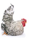 Pockmarked rooster Royalty Free Stock Photo
