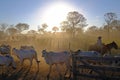 Pocone, Mato Grosso, Brazil, July 29, 2018: Cowboys at a farm along the Transpantaneira road in the Pantanal, Brazil Royalty Free Stock Photo