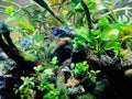 The Aquascape