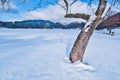 Tree in front of Pocuvadlo lake durig winter