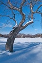 Tree in front of Pocuvadlo lake durig winter