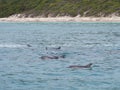 Pod of bottlenose dolphins Tursiops truncates, Western Australia Royalty Free Stock Photo