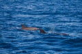 Wildlife: A pod of Dolphins swim in the Pacific Ocean of Guatemala