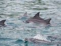 Pod of bottlenose dolphins Tursiops truncatus, Western Australia Royalty Free Stock Photo