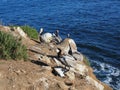 A pod of brown pelicans by the ocean