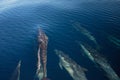 Pod of 7 common bottlenosed dolphins swimming underwater near the Channel Islands National Park off the California coast in USA Royalty Free Stock Photo