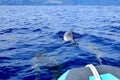 A group of common dolphins in front of a boat. Whale watching, Madeira, Portugal