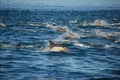 Pod of Common Dolphins Royalty Free Stock Photo