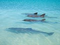 Pod of dolphins at beach at monkey mia