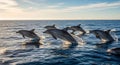 A pod of dolphins (Delphinidae family) gracefully leaps from the ocean, their sleek Royalty Free Stock Photo