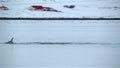 Pod of dolphins swimming in front of an Icelandic farm