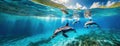 Pod of dolphins swimming near surface with half underwater view in a tropical sea. The marine mammals are in motion Royalty Free Stock Photo