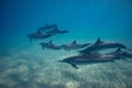 Wild playful dolphins underwater in deep blue ocean Royalty Free Stock Photo