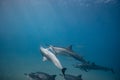 Wild playful dolphins underwater in deep blue ocean Royalty Free Stock Photo