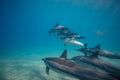 Wild dolphins underwater in deep blue ocean Royalty Free Stock Photo