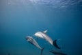 Wild dolphins underwater in deep blue ocean Royalty Free Stock Photo