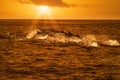 Pod of dolphins traveling in the ocean