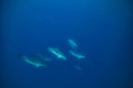 Herd of dolphins underwater in blue Royalty Free Stock Photo