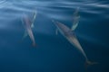 Pod of four common bottlenosed dolphins swimming underwater near the Channel Islands National Park off the California coast in USA Royalty Free Stock Photo