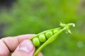 A pod of fresh peas with beans in their hands