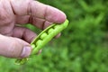 A pod of fresh peas with beans in their hands