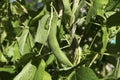 Pod Green Beans Stem Leaves
