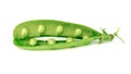 Pod of green peas isolated on white background. open pod and small peas Royalty Free Stock Photo