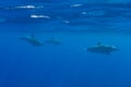 Pod of Hawaiian Spinner Dolphins