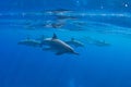 Pod of Hawaiian Spinner Dolphins