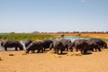 A pod of hippo grazing at Lake Jipe at the border of Kenya and Tanzania in Tsavo West National Park, Kenya