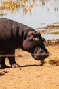 A pod of hippo grazing at Lake Jipe at the border of Kenya and Tanzania in Tsavo West National Park, Kenya