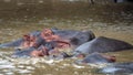 Pod of hippos in the estuary