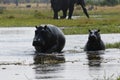 Family of Hippopotamuses Royalty Free Stock Photo