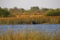 Pod of Hippopotamuses Royalty Free Stock Photo